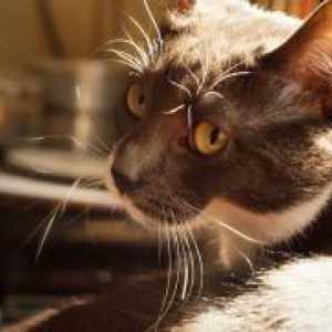 Крв во урината на мачки - причини и третман