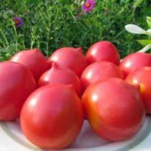 Големи fruited сорти домати сибирски одгледување