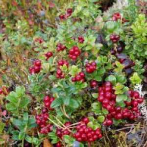 Lingonberry лист - корисни својства и контраиндикации