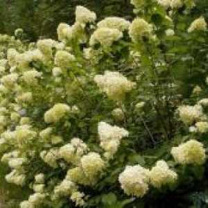 Hydrangea paniculata - подготовка за зима
