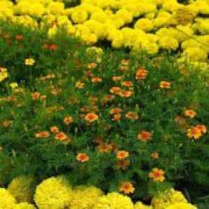 Повеќегодишна marigolds - садење и заштита