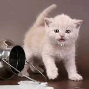 Дали е можно да се даде мачиња млеко?