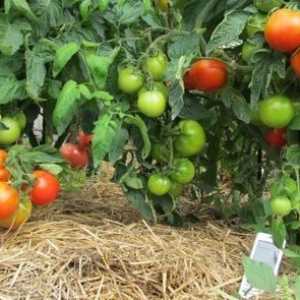 Прекривка домати во ефект на стаклена градина