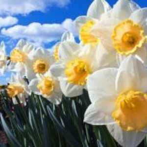 Daffodils - трансплантација