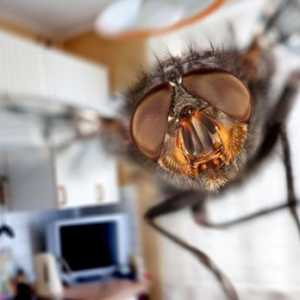 Непоканети гости: како да се ослободи од домаќинство инсекти