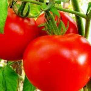 Ниско-растечка сорти на домати за оранжерии