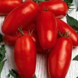 Нови сорти на домати