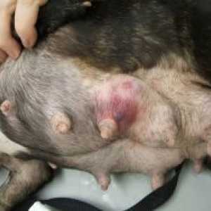 Тумори на дојка кај кучињата