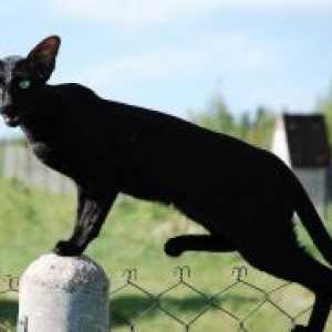 Ориентални Мачка - раса Опис
