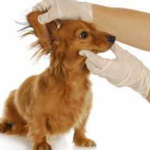 Отитис кај кучињата - Симптоми и лекување