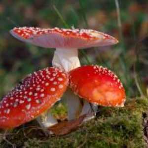 Труење со печурки - Симптоми