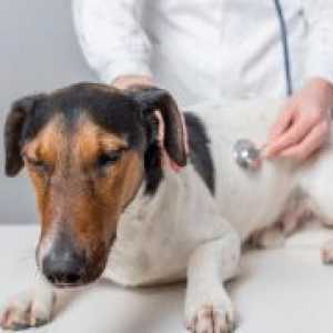 Панкреатит кај кучињата - Симптоми и лекување