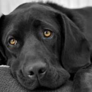 Панкреатит кај кучињата - Симптоми