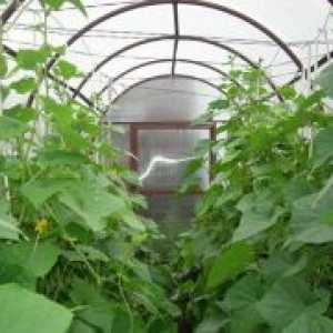 Ефект на стаклена градина за краставици