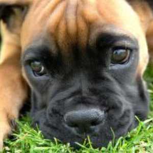 Парвовирус ентеритис кучиња - симптоми, третманот