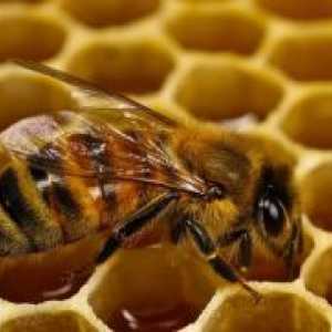 Пчела Podmore - примена