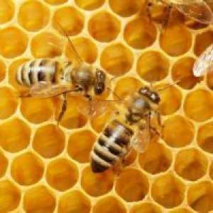 Пчелин восок - примена