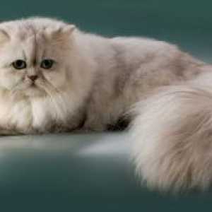 Мачка персиски раса