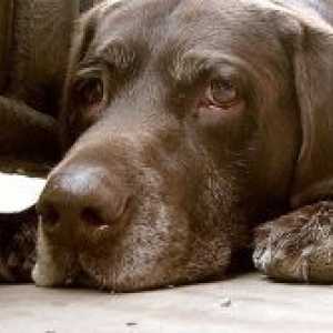 Piroplasmosis во кучињата: третман