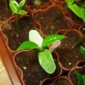 Plumeria - расте од семе