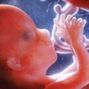 Фетус на 12 недели