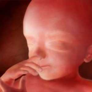 Фетус на 20 недели