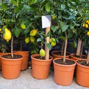 Овошје-лого растенија дома: како да се претворат стан во градината