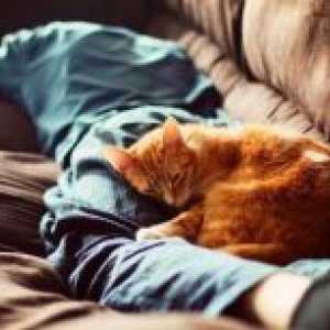 Зошто мачки спијат на човекот?