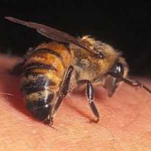 Зошто пчела отров е дрога?