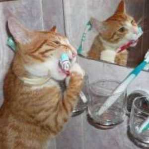 Зошто мирисот мачка од уста?
