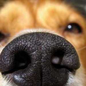Зошто е кучето сува носот?