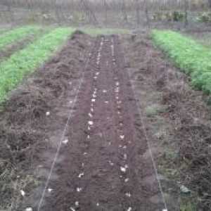 Подготви почвата за садење лук пред зимата
