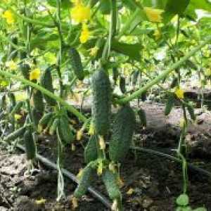 Fertilizing краставица време плодни