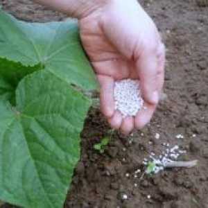Fertilizing краставици
