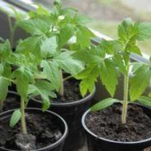 Fertilizing домати садници
