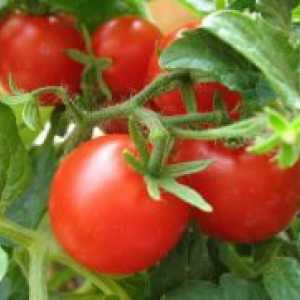 Ѓубрење на домати во стаклена градина