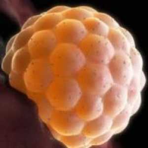 Прикачување на ембрионот во матката
