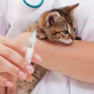 Вакцинација против беснило мачка