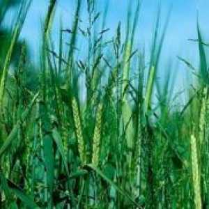 Wheatgrass - Како да се ослободите?