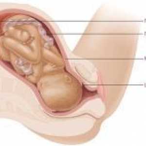 Откривање на грлото на матката