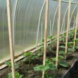 Садници за оранжерии - кога да растение?