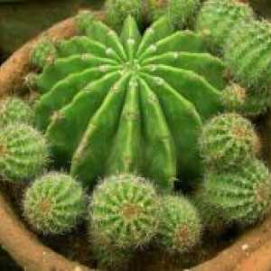 Репродукција кактуси