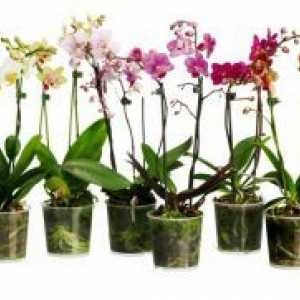 Одгледување орхидеи дома