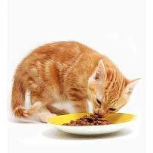 Оценка на сува храна за мачки