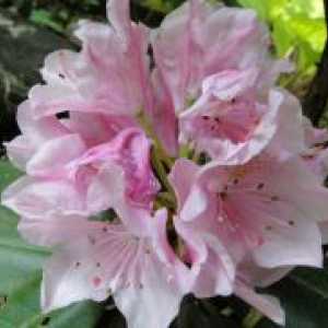 Rhododendrons - одгледување и нега