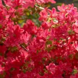 Rhododendrons - ладно отпорни сорти