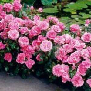 Floribunda рози: садење и заштита