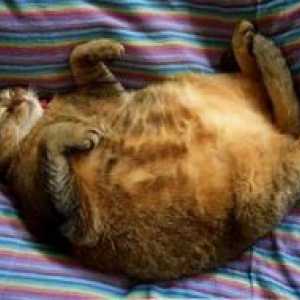 Дијабетес мелитус кај мачки - Симптомите