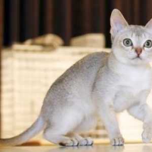 Најмалата мачка во светот