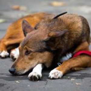 Срцева слабост кај кучињата - Симптоми и лекување